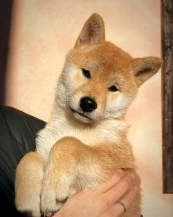 picture of dog