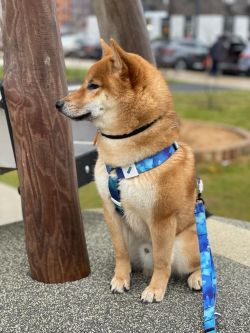 picture of dog