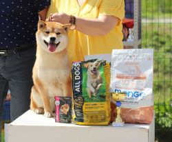 picture of dog