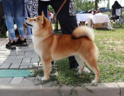 picture of dog