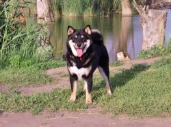 picture of dog