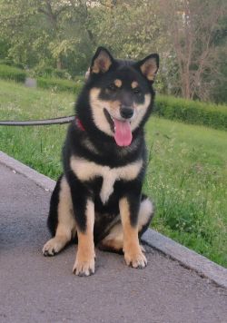 picture of dog