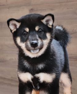 picture of dog