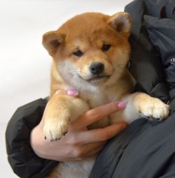 picture of dog