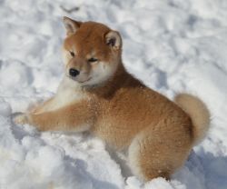 picture of dog