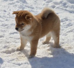picture of dog