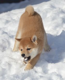picture of dog