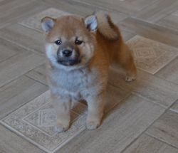 picture of dog