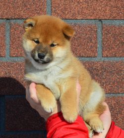 picture of dog