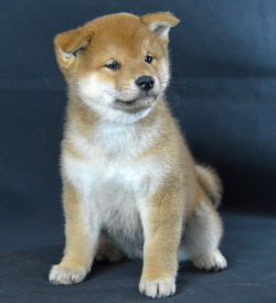 picture of dog