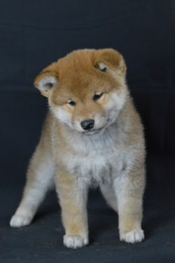 picture of dog