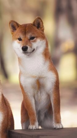 picture of dog