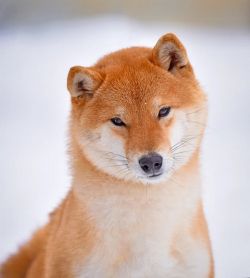 picture of dog