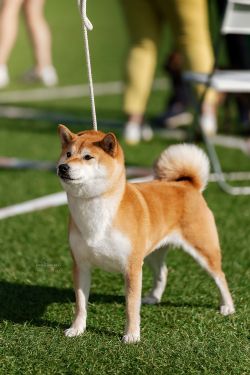 picture of dog