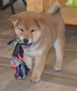 picture of dog