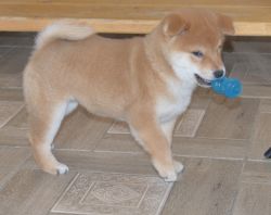 picture of dog