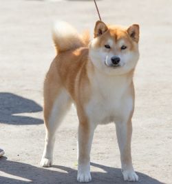 picture of dog