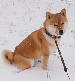 picture of dog