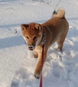 picture of dog