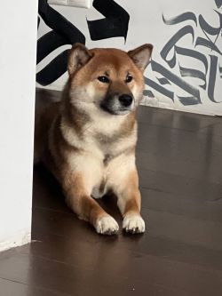 picture of dog