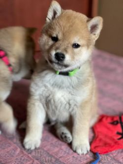picture of dog