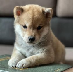 picture of dog