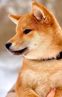 picture of dog