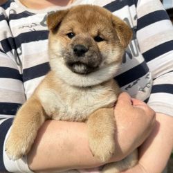picture of dog