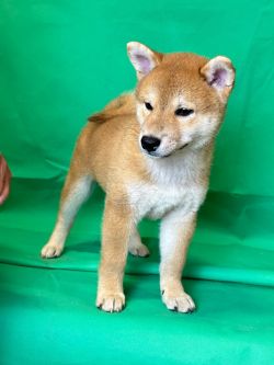 picture of dog