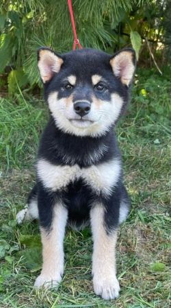 picture of dog