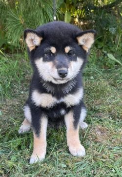 picture of dog