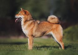 picture of dog