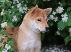 picture of dog