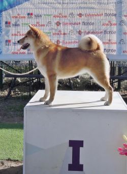 picture of dog