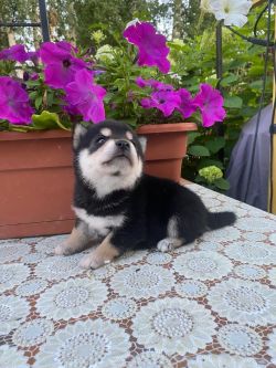 picture of dog