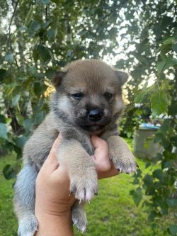 picture of dog