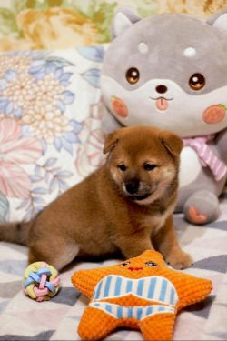 picture of dog