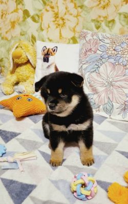 picture of dog