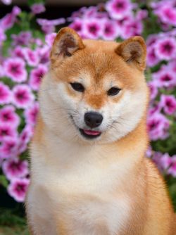 picture of dog