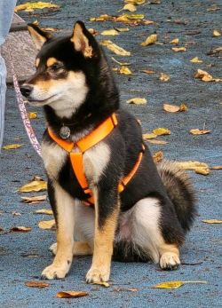 picture of dog