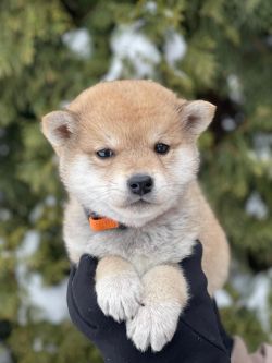 picture of dog