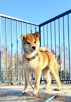 picture of dog