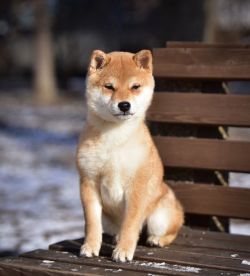 picture of dog