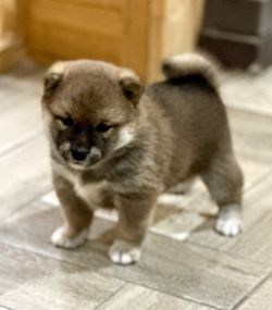picture of dog