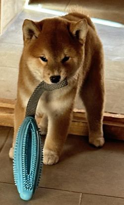 picture of dog