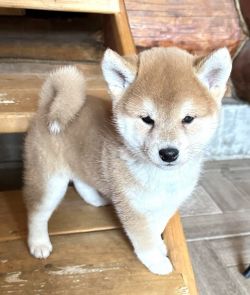 picture of dog