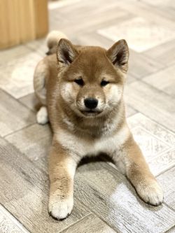 picture of dog
