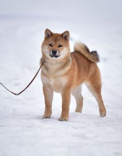 picture of dog