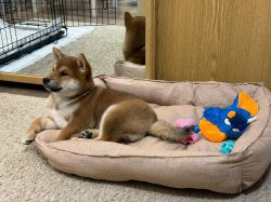 picture of dog