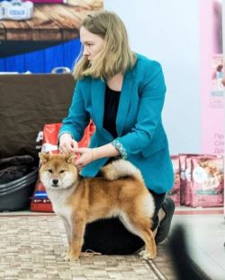 picture of dog